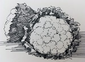 pen and ink cauliflower