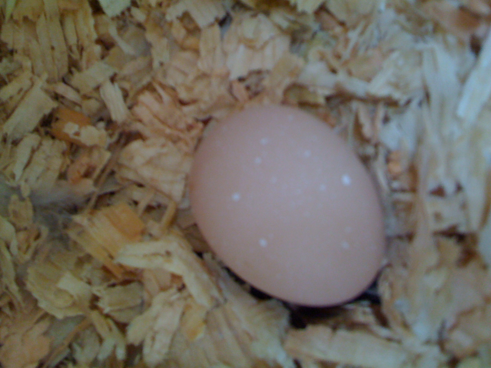 First egg!