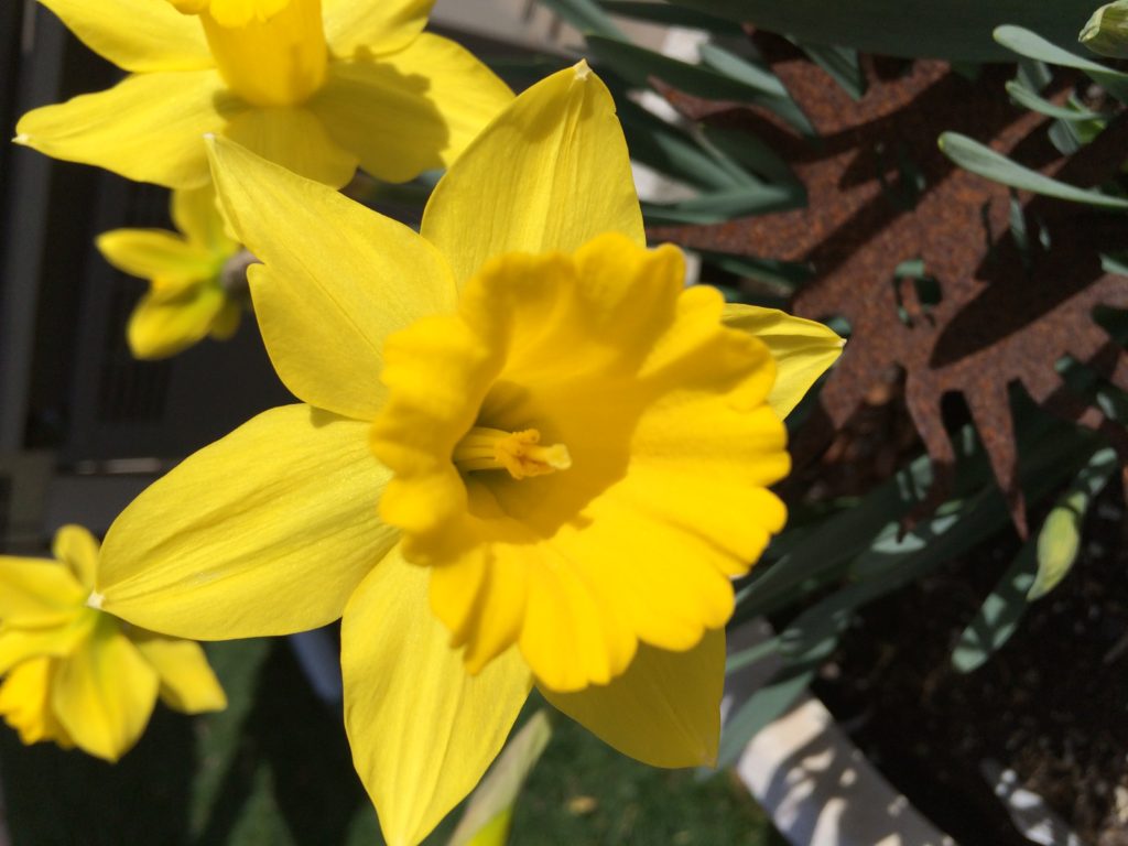 daffodils