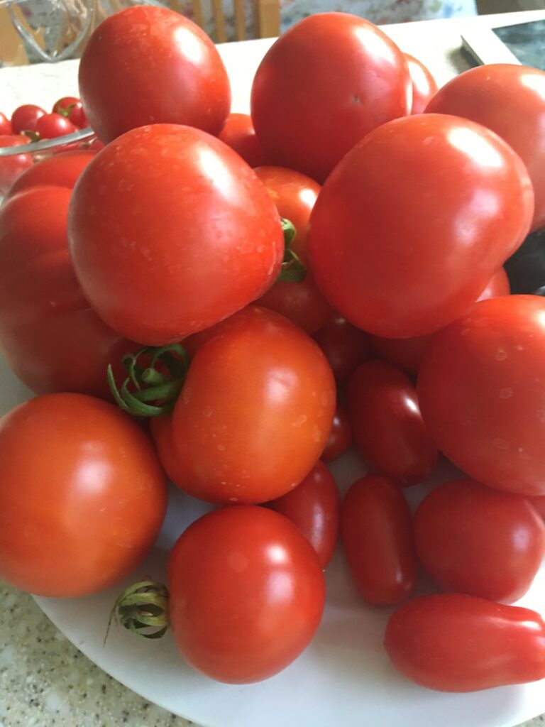 fresh tomatoes 